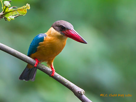 Stork-billed Kingfisher