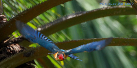 Stork-billed Kingfisher