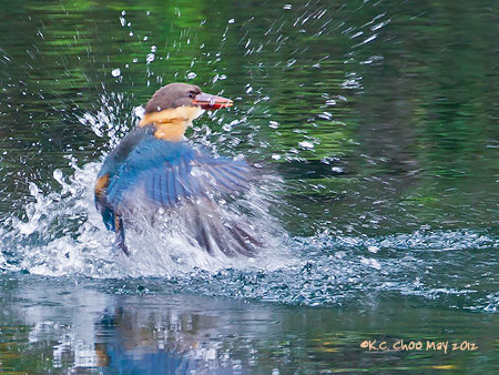 Stork-billed Kingfisher