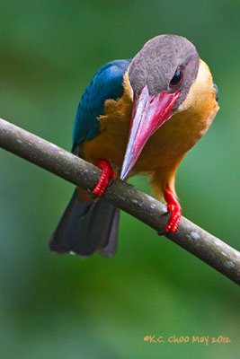 Stork-billed Kingfisher