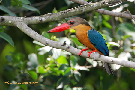 Stork-billed Kingfisher