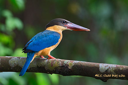 Stork-billed Kingfisher