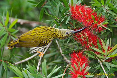 Streaked Spiderhunter