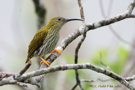 Streaked Spiderhunter