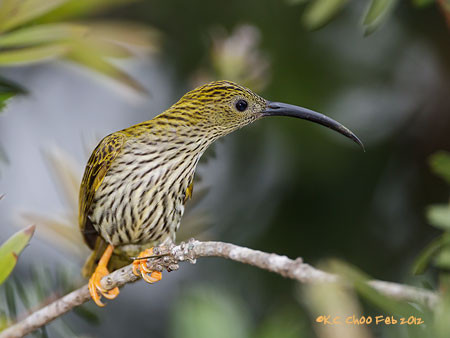 Streaked Spiderhunter