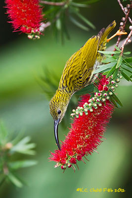 Streaked Spiderhunter
