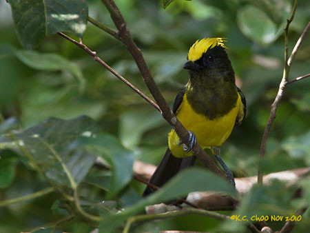 Sultan Tit