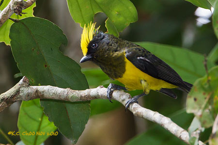Sultan Tit