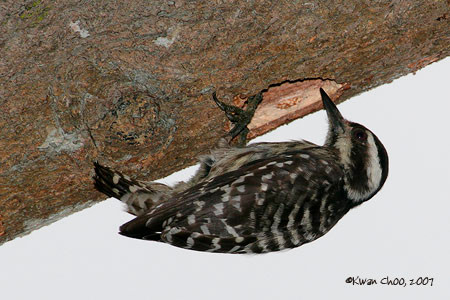 Sunda Pygmy Woodpecker