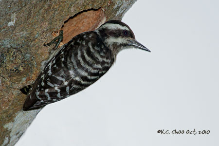 Sunda Pygmy Woodpecker