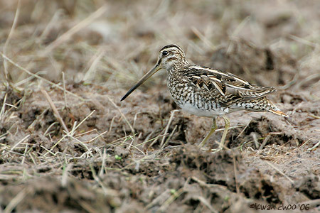 Swinhoe Snipe