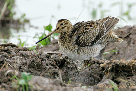 Swinhoe Snipe