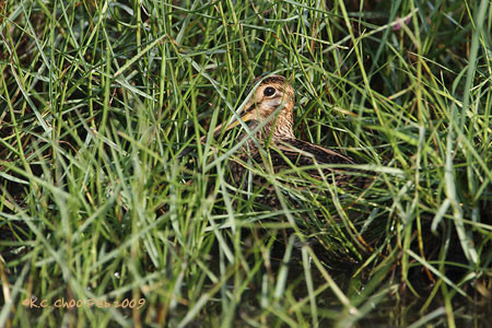 Swinhoe Snipe