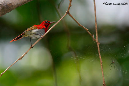 Temminck Sunbird