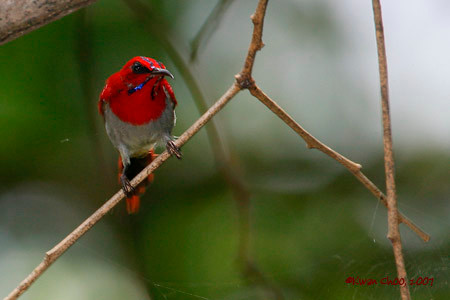 Temminck Sunbird
