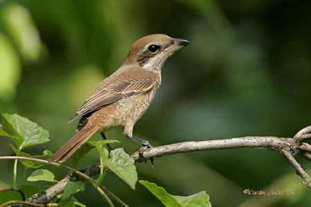 Tiger Shrike
