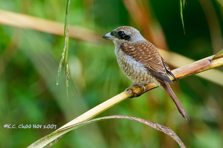 Tiger Shrike