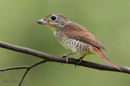 Tiger Shrike