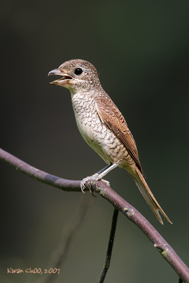 Tiger Shrike