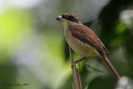 Tiger Shrike