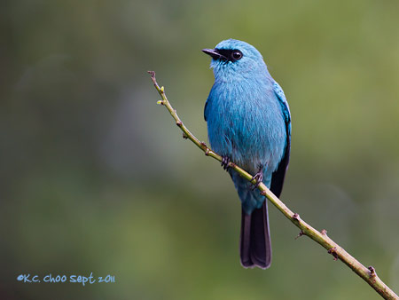 Verditer Flycatcher