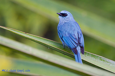 Verditer Flycatcher