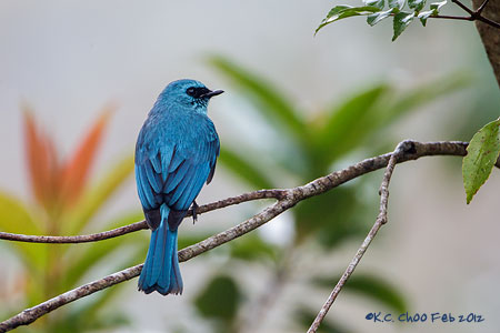 Verditer Flycatcher