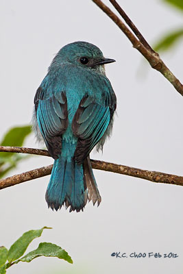 Verditer Flycatcher