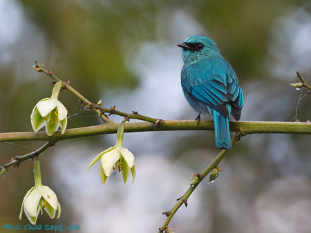 Verditer Flycatcher
