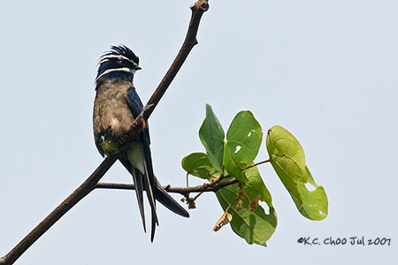 Whiskered Treeswift