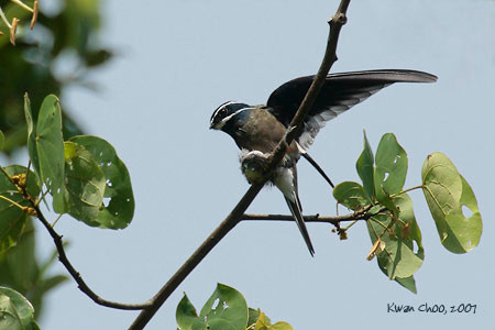 Whiskered Treeswift