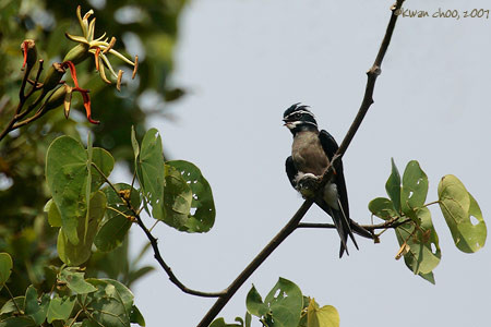 Whiskered Treeswift