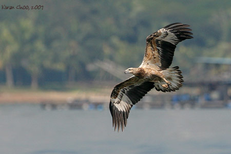 White-bellied Sea-eagle