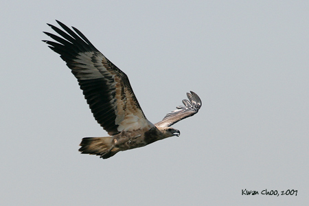 White-bellied Sea-eagle