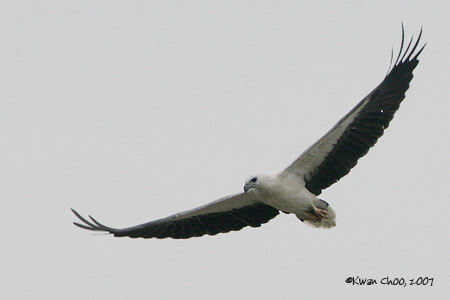 White-bellied Sea-eagle