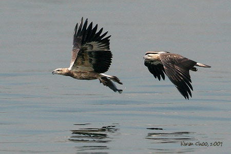 White-bellied Sea-eagle