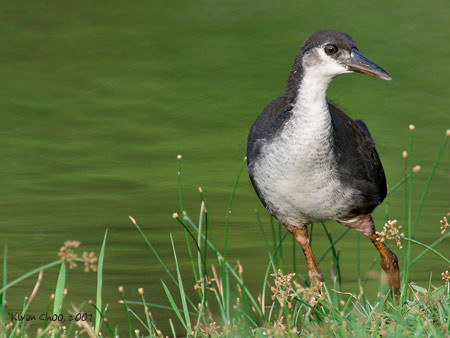 White-breasted Waterhen