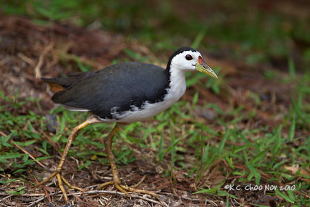 White-breasted Waterhen