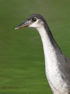 White-breasted Waterhen