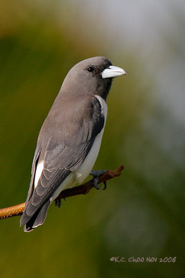 White-breasted Woodswallow
