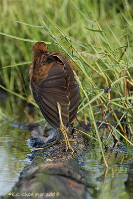 White-browed Crake