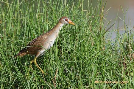 White-browed Crake
