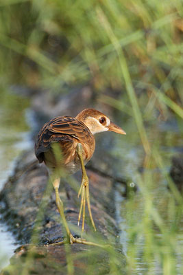 White-browed Crake