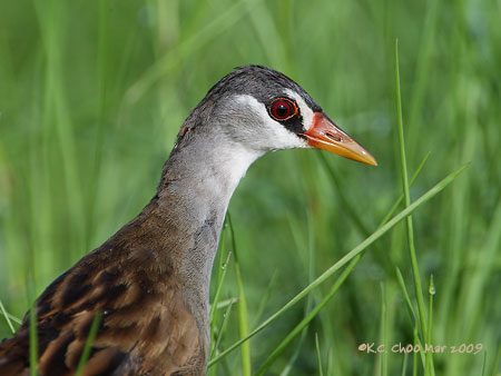 White-browed Crake