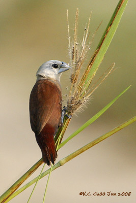 White-headed Munia