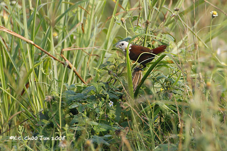White-headed Munia