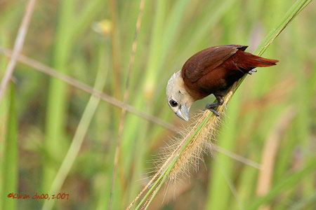 White-headed Munia