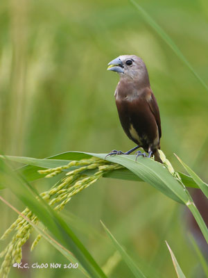 White-headed Munia