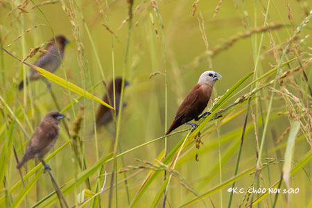 White-headed Munia