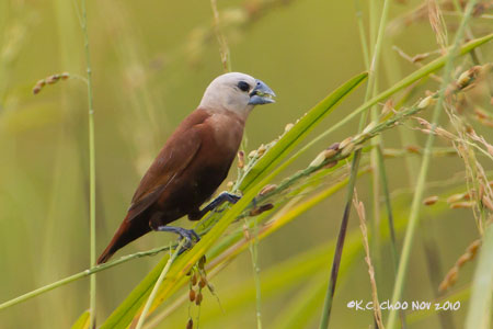 White-headed Munia